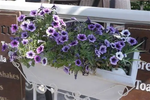 balkon plant petunias