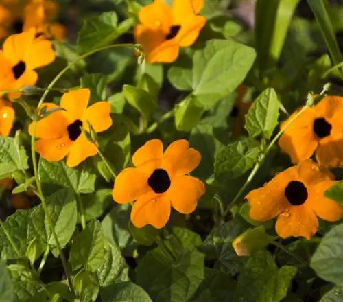 Balkonplanten voor de ochtendzon: prachtige bloeiideeën