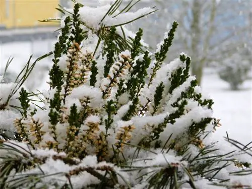 Balkonplante oorwinter buite: Hier is hoe om dit reg te doen