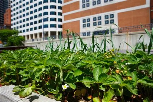 Aphids-strawberries-balcony