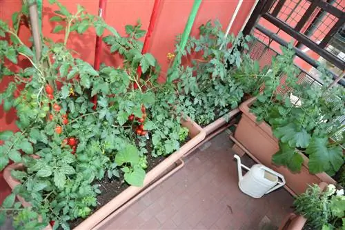 Cómo cuidar los tomates de balcón: consejos de expertos