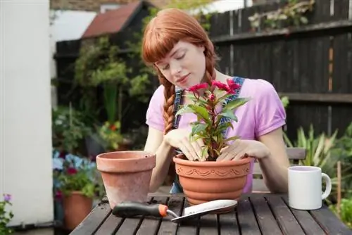 Plantera om balkongväxter: Vad ska du ta hänsyn till?