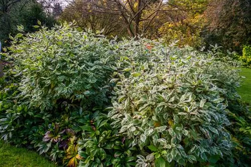 tree-clay soil