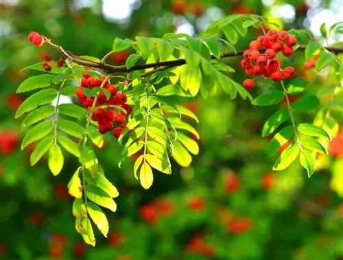 varietas pohon