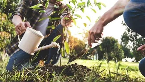 Inoculazione degli alberi: come i funghi micorrizici e il compost rafforzano gli alberi