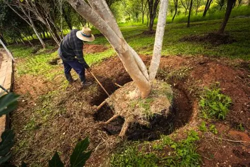 Cavar un arbre: així és com funciona