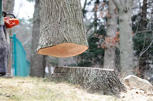 Talar un árbol: ¿Cuándo se necesita un permiso?