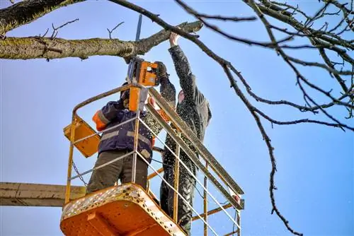 Rút ngắn cây: Đây là cách bạn có thể giảm kích thước của tán cây một cách chuyên nghiệp