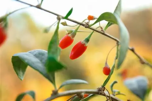 goji berry mildew