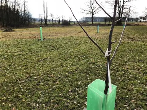 Jaunų medžių surišimas: apsauga nuo audrų ir augimo palaikymas