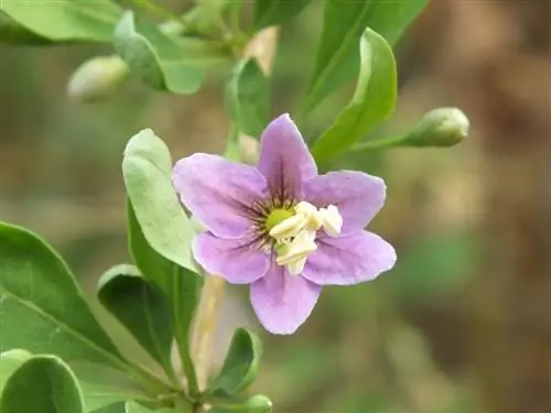 tiempo de floración de las bayas de goji