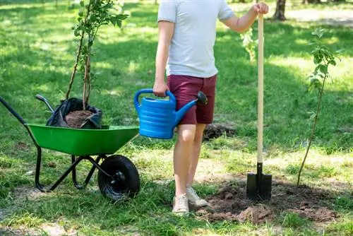 Sajenje dreves: Upoštevajte pomembne predpise o razdalji