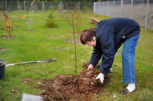 Medžių sodinimas: geriausias sezonas nuostabiam augimui