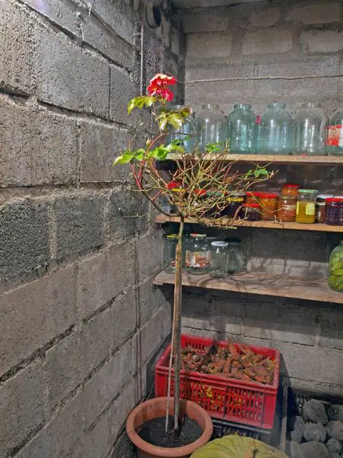 plantas de balcon-bodega-invernada