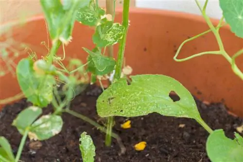 Dăunătorii plantelor de balcon