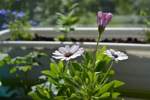 plante de balcon-mai