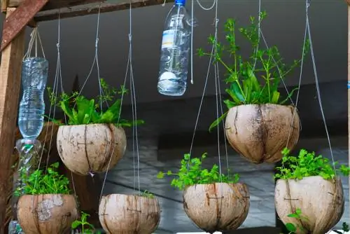 regar las plantas del balcón