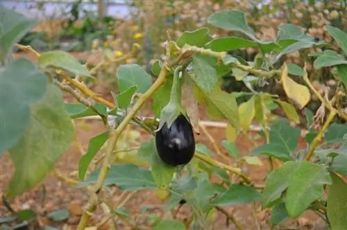 teelt van aubergines