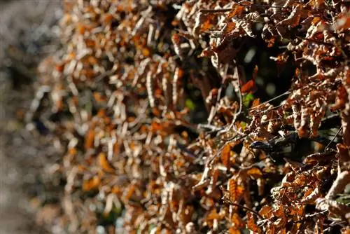 Pohon yang tidak kehilangan daun: selalu hijau dan menarik