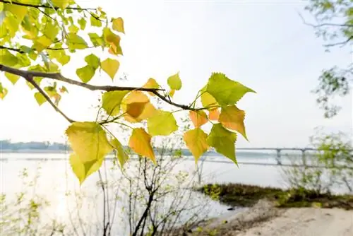 деревья, которым нужно много воды