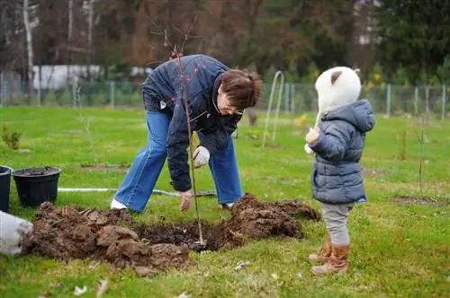 Sajenje dreves pozimi: Je zmrzal problem?