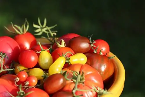 Heirloom tamatievariëteite: smaak, kleure en vorms om op verlief te raak