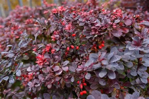 Barberry Variety: การใช้พันธุ์ไม้อย่างสร้างสรรค์