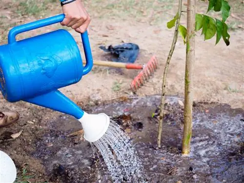 watering trees