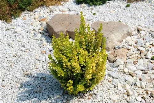 berberis placering