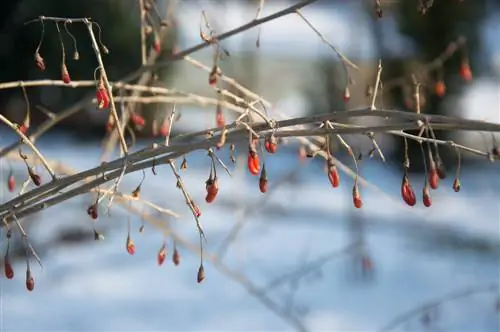 quả goji qua mùa đông