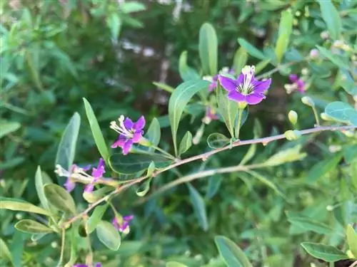 goji বেরি ফুল