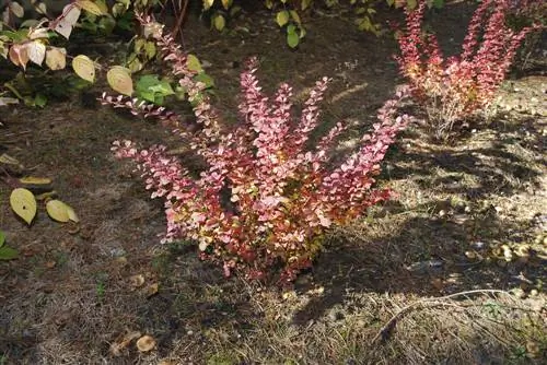 การปลูก Barberry: คำแนะนำที่ประสบความสำเร็จสำหรับสวนของคุณ