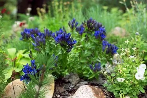 Pag-mulching ng perennial bed: Ganito ang pakinabang ng iyong mga halaman dito