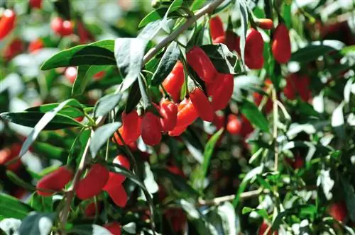 goji berry գտնվելու վայրը