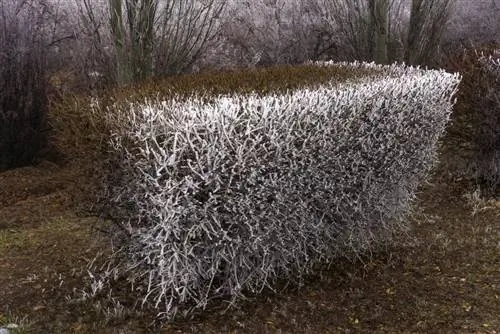 berberis snijden