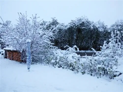 Goji-bessies in die winter: beskerming en versorging van die plante