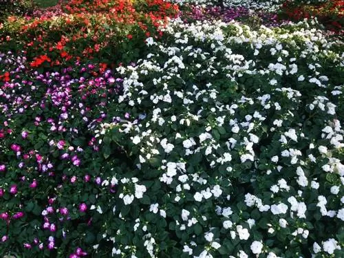 herbaceous bed in partial shade