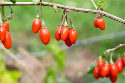 goji berries cultivation in Germany