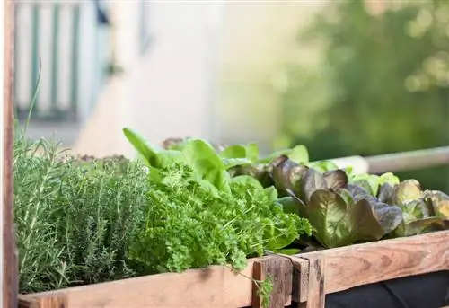 verduras de balcon