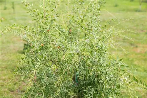 les baies de goji ne fleurissent pas