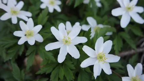 Shade perennial bed: Create oases without much sun