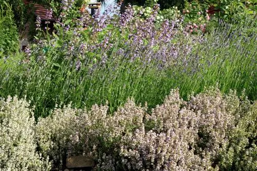 Perennial border: ideas for sunny and dry locations