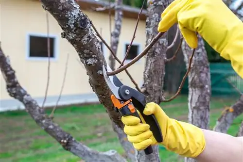 Prune trees properly in winter: when and how?