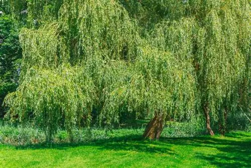 Vinnige groei: Die vinnigste bome vir jou tuin