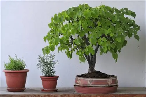 arboles para balcon