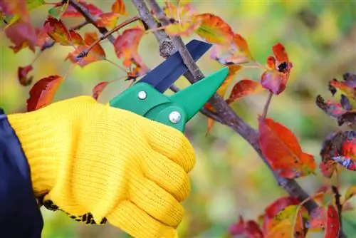 Poda de árboles en otoño: cuándo y cómo hacerlo mejor