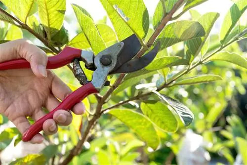 memotong pokok dan belukar