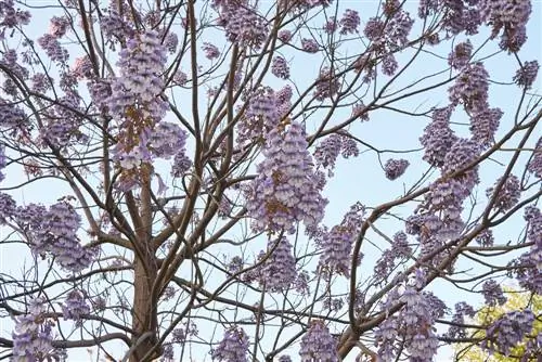 Trees that bloom in May: discover the most beautiful species