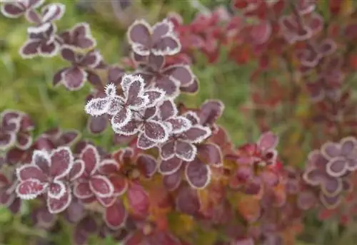 barberry - ikivihreä