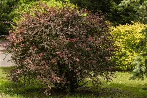 Oorplanting van berberis: sagte prosedure en wenke